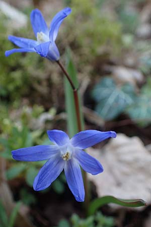 Scilla sardensis \ Sardes-Schneeglanz, Dunkle Sternhyazinthe, D Mannheim-Pfingstberg 24.3.2021