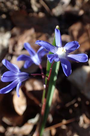 Scilla sardensis / Sardes Glory of the Snow, D Ludwigshafen 24.3.2021