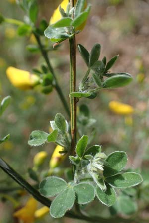 Cytisus scoparius / Scotch Broom, D Odenwald, Oberflockenbach 8.5.2021