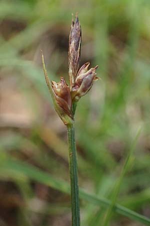 Carex supina \ Steppen-Segge, Zwerg-Segge, D Mannheim 19.5.2021