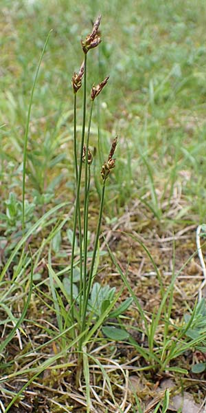 Carex supina \ Steppen-Segge, Zwerg-Segge, D Mannheim 19.5.2021