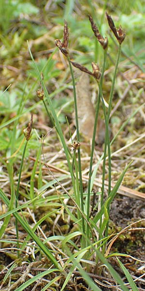 Carex supina \ Steppen-Segge, Zwerg-Segge / Dwarf Sedge, D Mannheim 19.5.2021