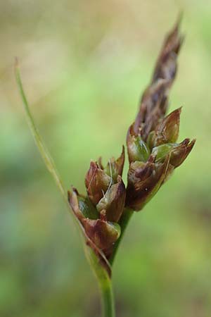 Carex supina \ Steppen-Segge, Zwerg-Segge, D Mannheim 19.5.2021