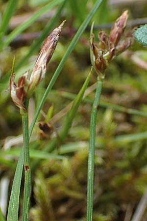 Carex supina \ Steppen-Segge, Zwerg-Segge, D Mannheim 19.5.2021