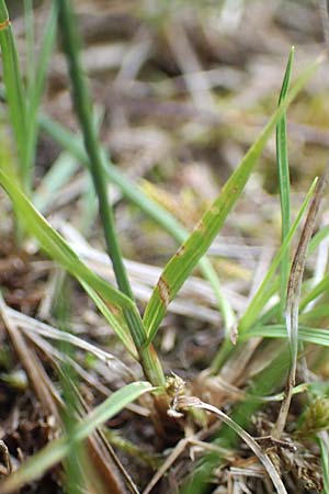 Carex supina / Dwarf Sedge, D Mannheim 19.5.2021