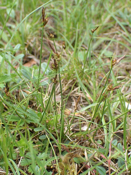 Carex supina \ Steppen-Segge, Zwerg-Segge / Dwarf Sedge, D Mannheim 19.5.2021