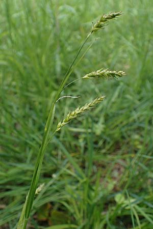 Carex sylvatica \ Wald-Segge / Wood Sedge, D Ketsch 20.5.2021