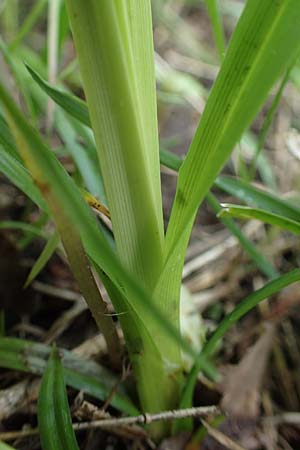 Carex sylvatica \ Wald-Segge / Wood Sedge, D Ketsch 20.5.2021