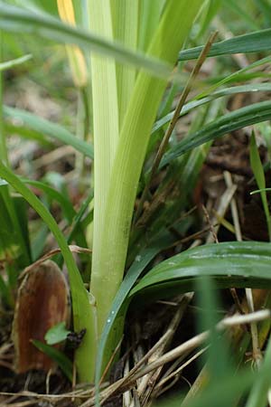 Carex sylvatica \ Wald-Segge / Wood Sedge, D Ketsch 20.5.2021