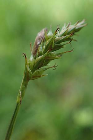 Carex sylvatica \ Wald-Segge / Wood Sedge, D Ketsch 20.5.2021