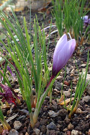 Crocus sativus \ Safran-Krokus / Saffron Crocus, D Botan. Gar.  Universit.  Heidelberg 23.10.2021