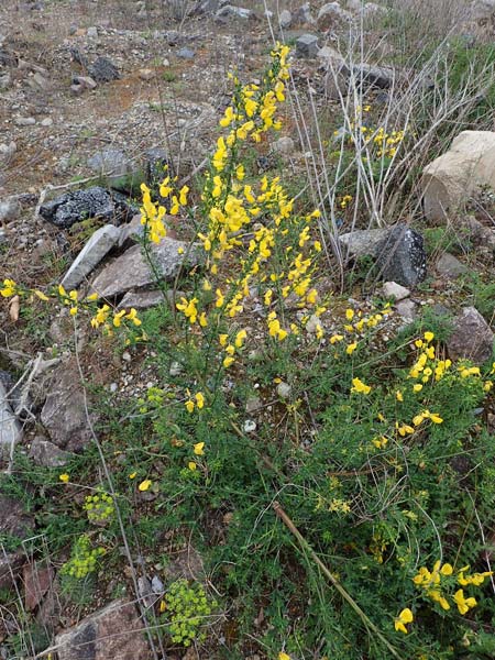 Cytisus striatus \ Gesteifter Besen-Ginster / Hairy-Fruited Broom, Portuguese Broom, D Mannheim 26.4.2022