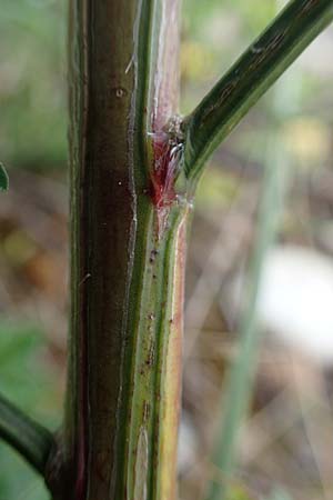 Cytisus striatus \ Gesteifter Besen-Ginster / Hairy-Fruited Broom, Portuguese Broom, D Mannheim 26.4.2022