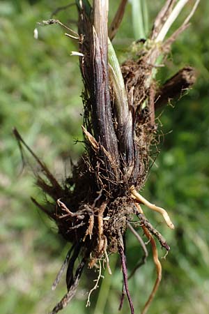 Carex spicata \ Stachel-Segge, Korkfrchtige Segge, D Hardheim 28.5.2022