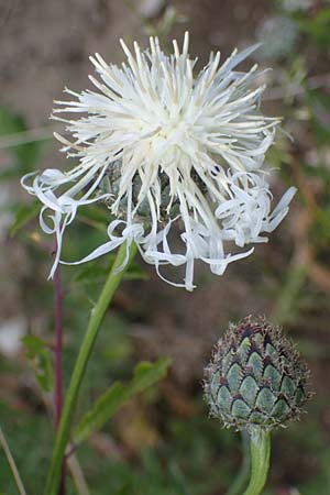 Centaurea scabiosa \ Skabiosen-Flockenblume, D Soest 20.6.2022
