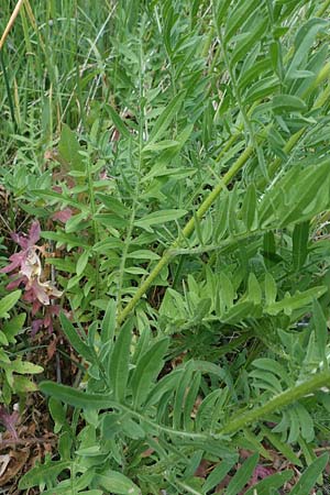 Centaurea scabiosa / Greater Knapweed, D Soest 20.6.2022