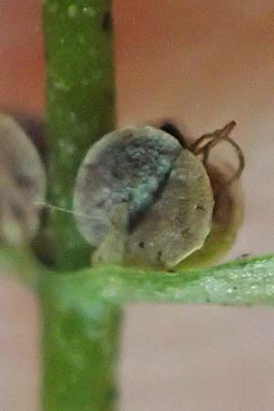 Callitriche stagnalis \ Teich-Wasserstern / Pond Water Starwort, D Odenwald, Erbach 17.7.2022