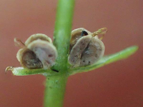 Callitriche stagnalis \ Teich-Wasserstern / Pond Water Starwort, D Odenwald, Erbach 17.7.2022