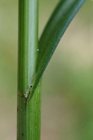 Carex spicata \ Stachel-Segge, Korkfrchtige Segge / Spicate Sedge, Prickly Sedge, D Höpfingen 20.5.2023