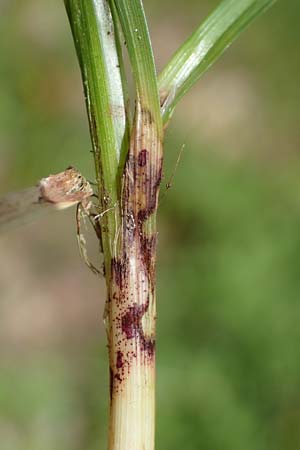 Carex spicata \ Stachel-Segge, Korkfrchtige Segge / Spicate Sedge, Prickly Sedge, D Höpfingen 20.5.2023