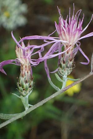 Centaurea australis \ Kleinkpfige Flockenblume, D Lorch am Rhein 28.7.2023