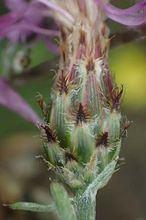 Centaurea australis \ Kleinkpfige Flockenblume / Southern Spotted Knapweed, D Lorch am Rhein 28.7.2023