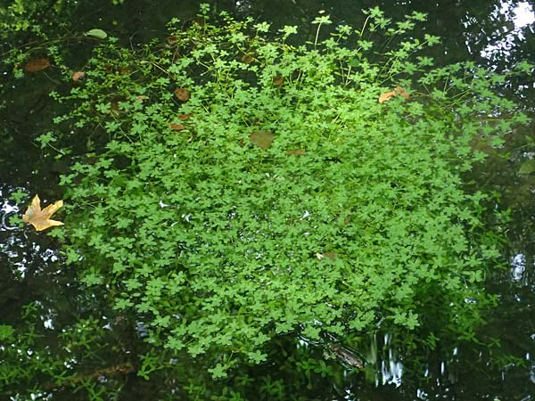 Callitriche platycarpa / Various-Leaved Water Starwort, D Heidelberg 12.8.2023