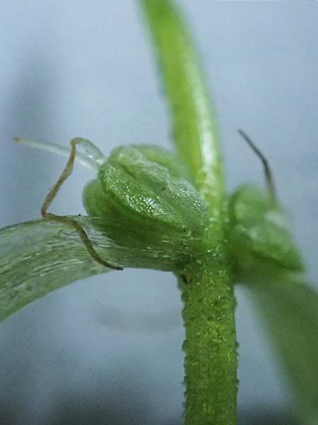 Callitriche platycarpa / Various-Leaved Water Starwort, D Heidelberg 12.8.2023