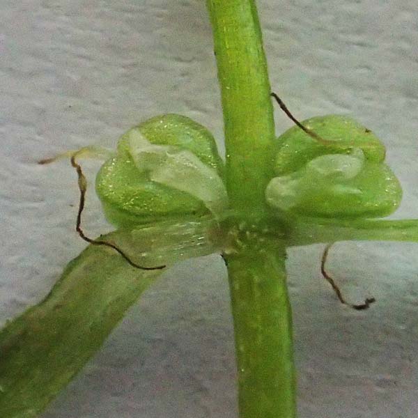 Callitriche platycarpa / Various-Leaved Water Starwort, D Heidelberg 12.8.2023