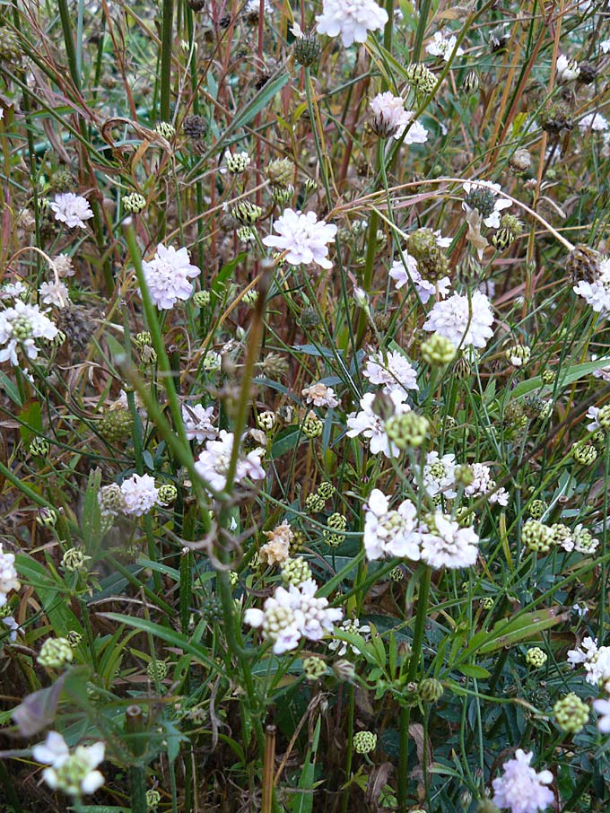 Cephalaria transsylvanica / Transsilvanian Scabiosa, D Botan. Gar.  Universit.  Mainz 13.9.2008