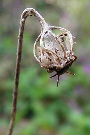 Campanula trachelium \ Nesselblttrige Glockenblume, D Gernsheim 17.4.2015