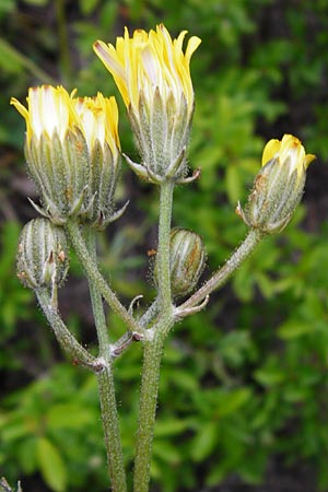 Crepis taraxicifolia \ Lwenzahnblttriger Pippau / Beaked Hawk's-Beard, D Östringen-Eichelberg 30.4.2015