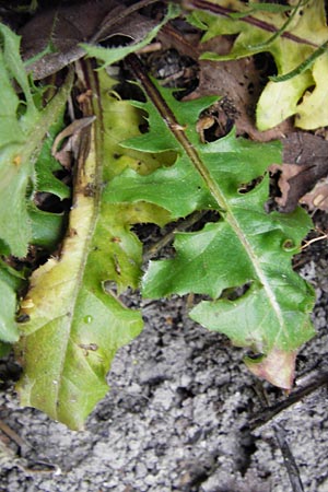 Crepis taraxicifolia \ Lwenzahnblttriger Pippau, D Östringen-Eichelberg 30.4.2015