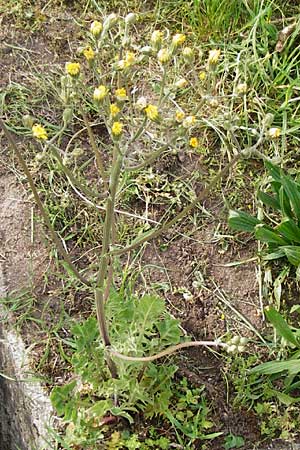 Crepis taraxicifolia \ Lwenzahnblttriger Pippau, D Östringen-Eichelberg 5.5.2015