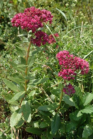 Hylotelephium vulgare / Mountain Witch's Moneybags, D Runkel an der Lahn 22.8.2015