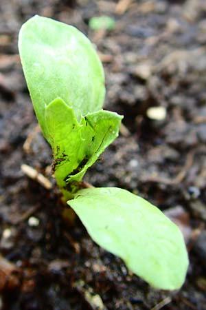 Carthamus tinctorius \ Frberdistel, Saflor, D Mannheim 5.6.2016