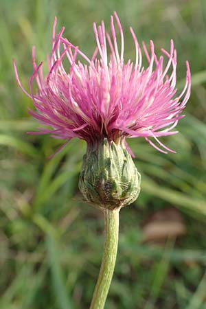 Cirsium tuberosum \ Knollige Kratzdistel, Knollen-Kratzdistel / Tuberous Thistle, D Hanhofen 22.9.2016