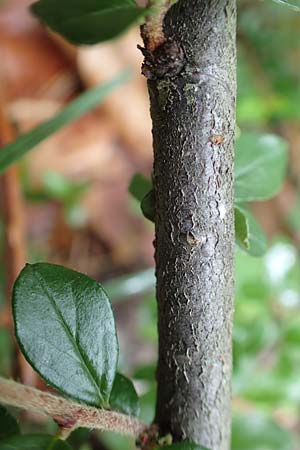 Cotoneaster divaricatus \ Sparrige Zwergmispel, Glnzende Zwergmispel, D Seeheim an der Bergstraße 12.6.2019