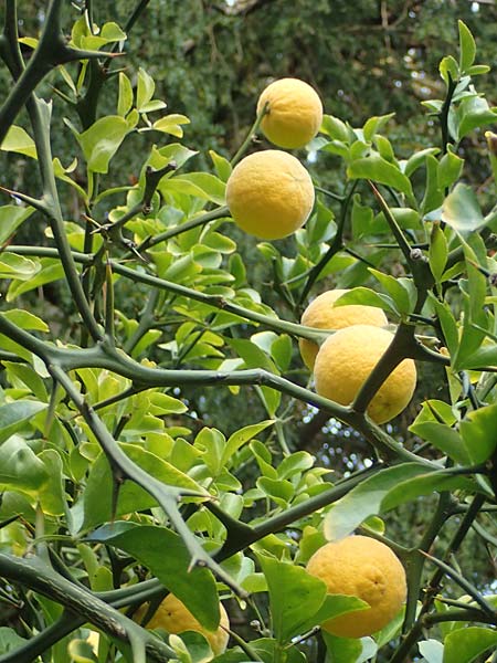 Citrus trifoliata \ Bitterorange, Dreiblatt-Zitrone / Japanese Bitter Orange, Trifoliate Orange, D Weinheim an der Bergstraße, Schlosspark 22.10.2020