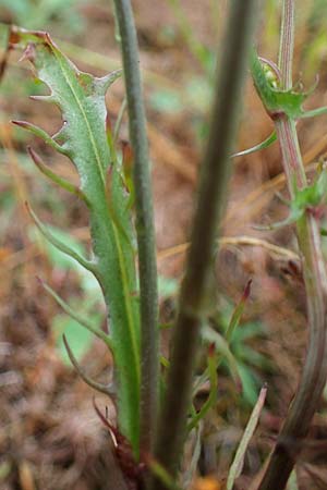 Crepis tectorum \ Dach-Pippau, D Hockenheim 24.6.2021