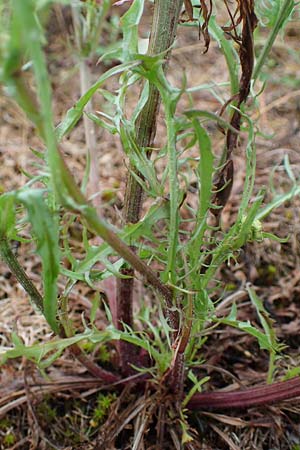 Crepis tectorum \ Dach-Pippau, D Hockenheim 24.6.2021