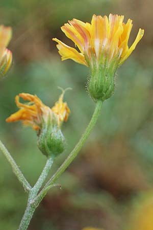 Crepis tectorum \ Dach-Pippau / Narrow-Leaved Hawk's-Beard, D Hockenheim 24.6.2021