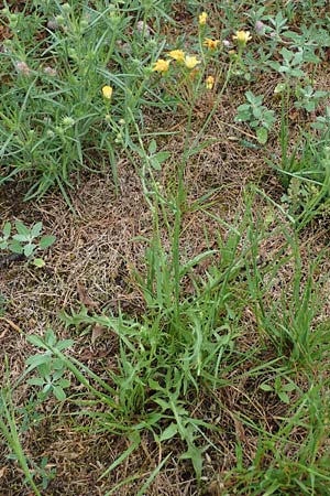 Crepis tectorum \ Dach-Pippau, D Hockenheim 24.6.2021