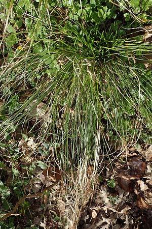 Carex umbrosa \ Schatten-Segge / Umbrosa Sedge, D Kraichgau, Malsch 8.4.2016