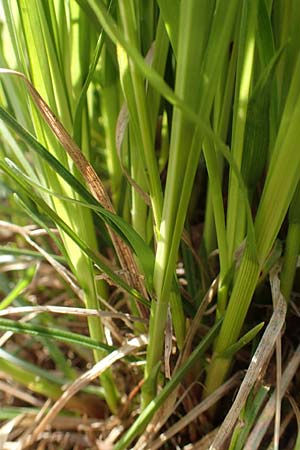 Carex umbrosa \ Schatten-Segge / Umbrosa Sedge, D Kraichgau, Malsch 8.4.2016