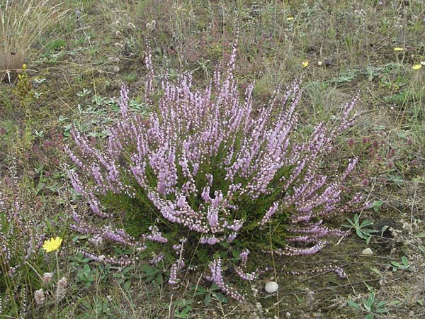 Calluna vulgaris \ Heidekraut, Besen-Heide, D Babenhausen 11.8.2007