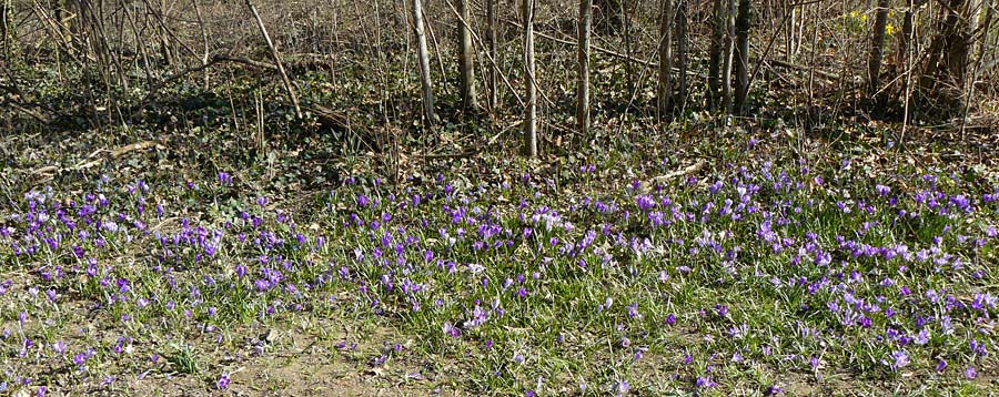 Crocus vernus s.l. \ Frhlings-Krokus, D Ludwigshafen 8.3.2021