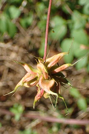 Clematis viticella \ Italienische Waldrebe, D Groß-Gerau 21.9.2015