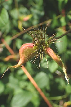 Clematis viticella \ Italienische Waldrebe / Italian Clematis, D Groß-Gerau 21.9.2015