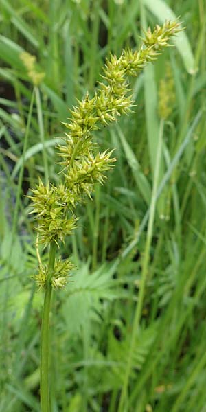 Carex otrubae \ Hain-Segge, Falsche Fuchs-Segge, D Pfronten 9.6.2016